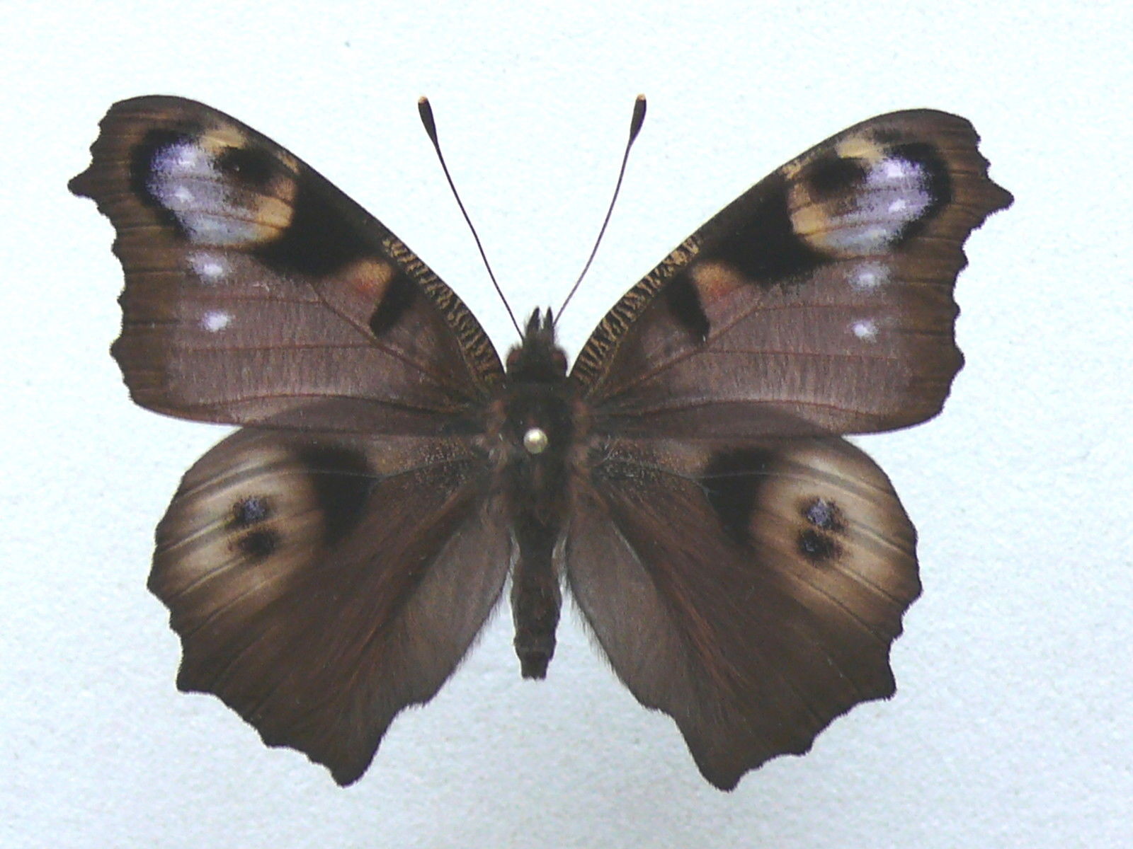 Aglais io male (aberration dark form) Internet Image property of respective owner, non-commercial use only